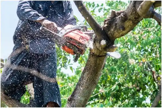 tree services Fox Crossing